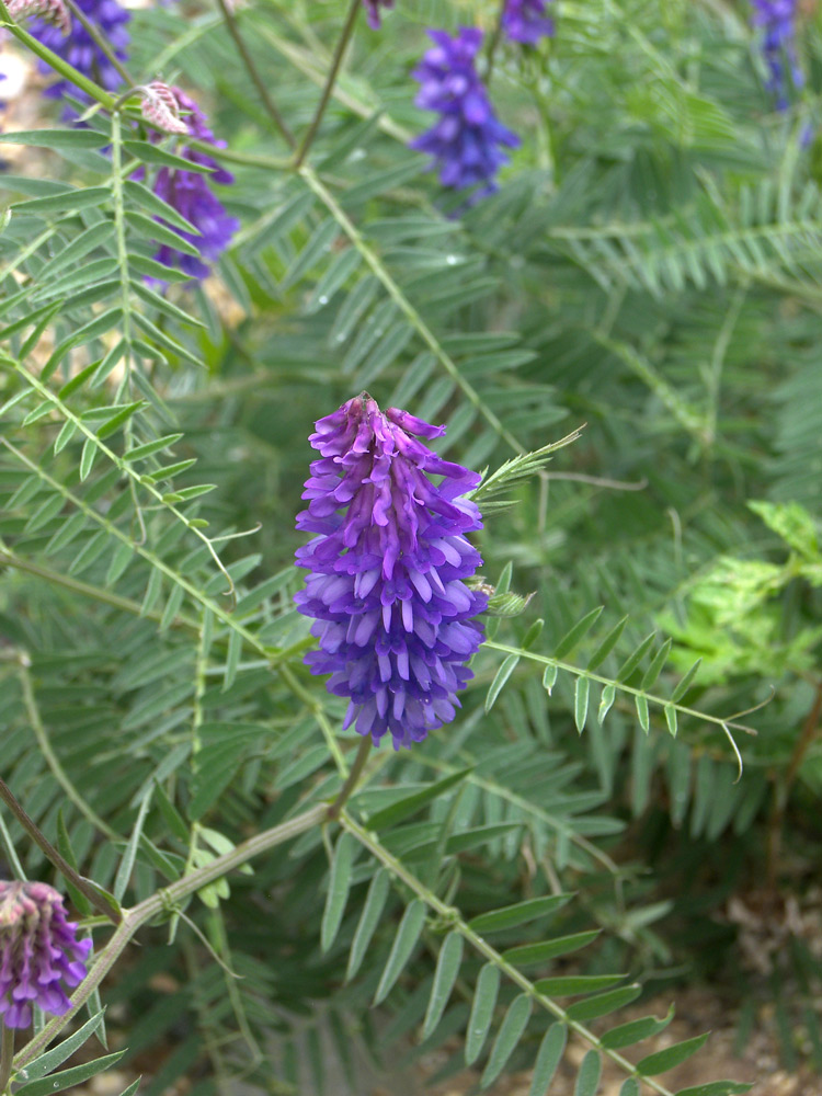 Image of Vicia grossheimii specimen.