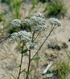 Achillea millefolium. Верхушки цветущих растений. Московская обл., Раменский р-н, окр. ж.-д. платформы Хрипань, просека под ЛЭП. 22.07.2014.