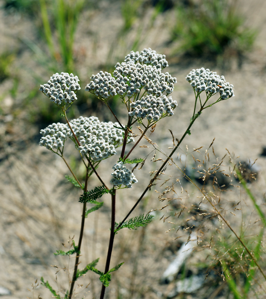 Изображение особи Achillea millefolium.