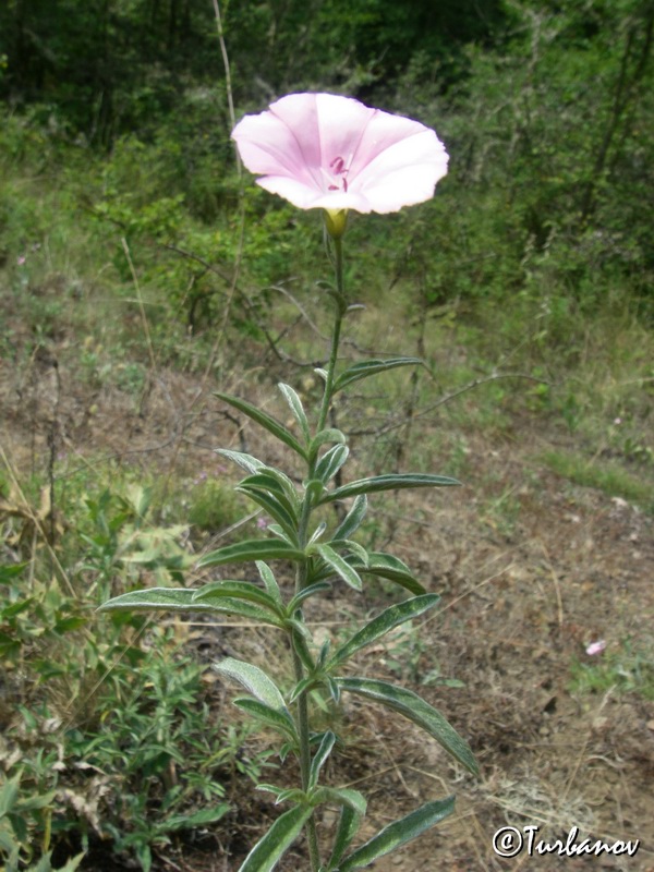 Image of Convolvulus cantabrica specimen.