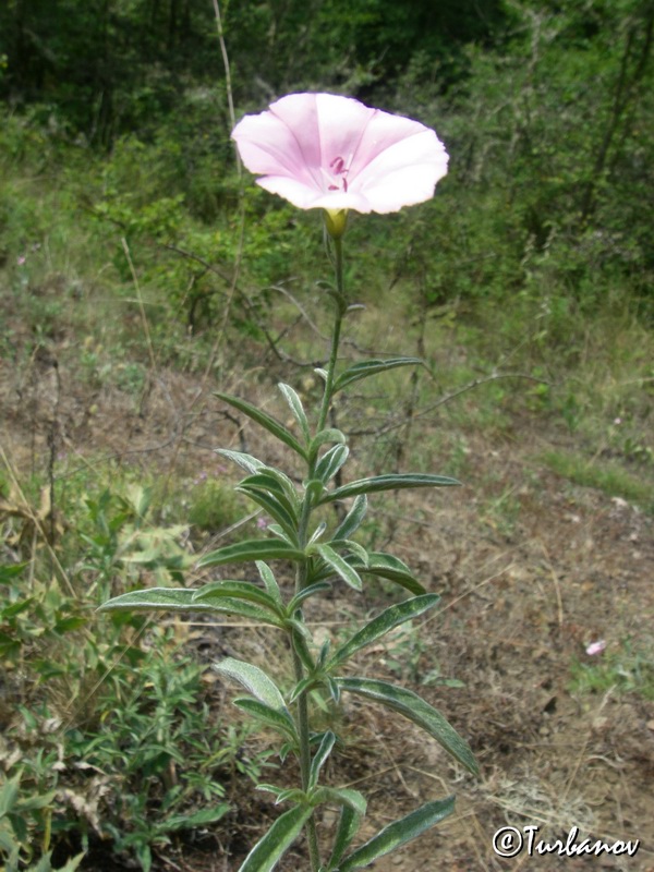 Изображение особи Convolvulus cantabrica.