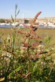 Atriplex prostrata