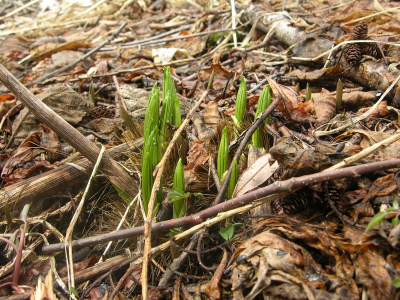 Изображение особи Veratrum oxysepalum.