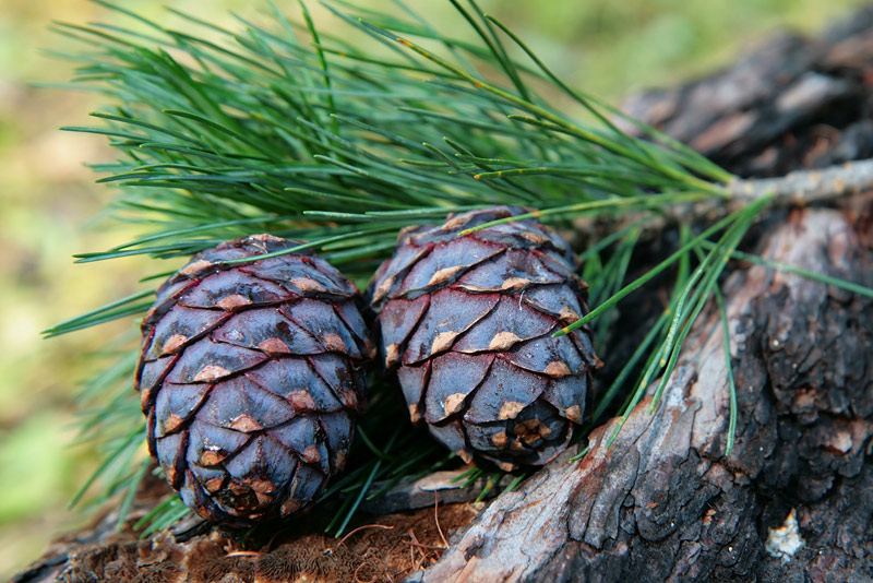 Изображение особи Pinus sibirica.