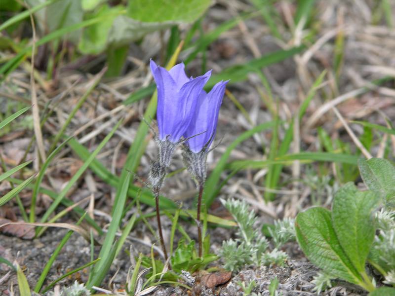 Image of Campanula lasiocarpa specimen.