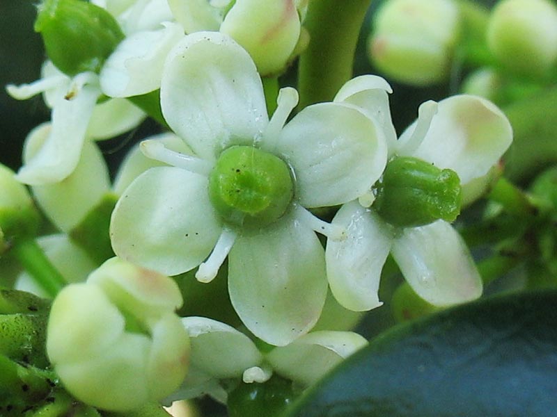 Image of Ilex aquifolium specimen.