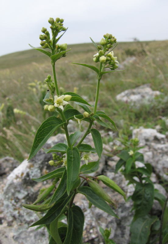 Image of genus Vincetoxicum specimen.