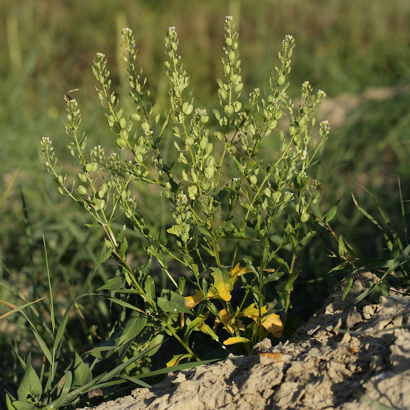 Image of Thlaspi arvense specimen.