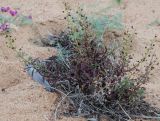 Scrophularia incisa. Отцветающее растение на песчаном пляже. Бурятия, перешеек п-ова Святой нос, побережье Баргузинского залива. 23.07.2009.