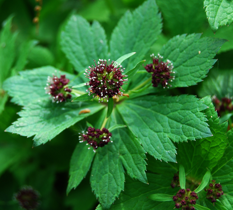 Изображение особи Sanicula rubriflora.