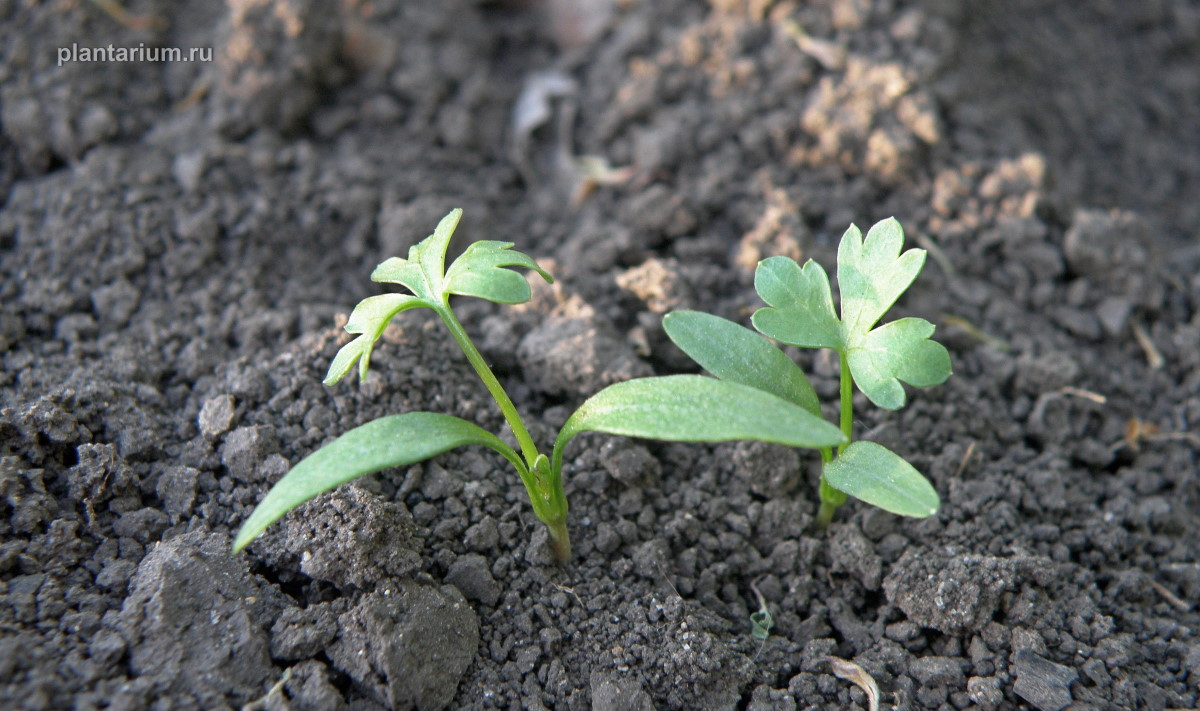 Image of Petroselinum crispum specimen.