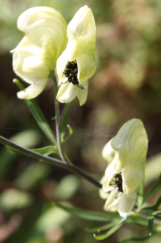 Изображение особи Aconitum anthoroideum.