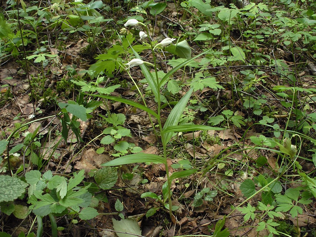 Image of Cephalanthera longifolia specimen.