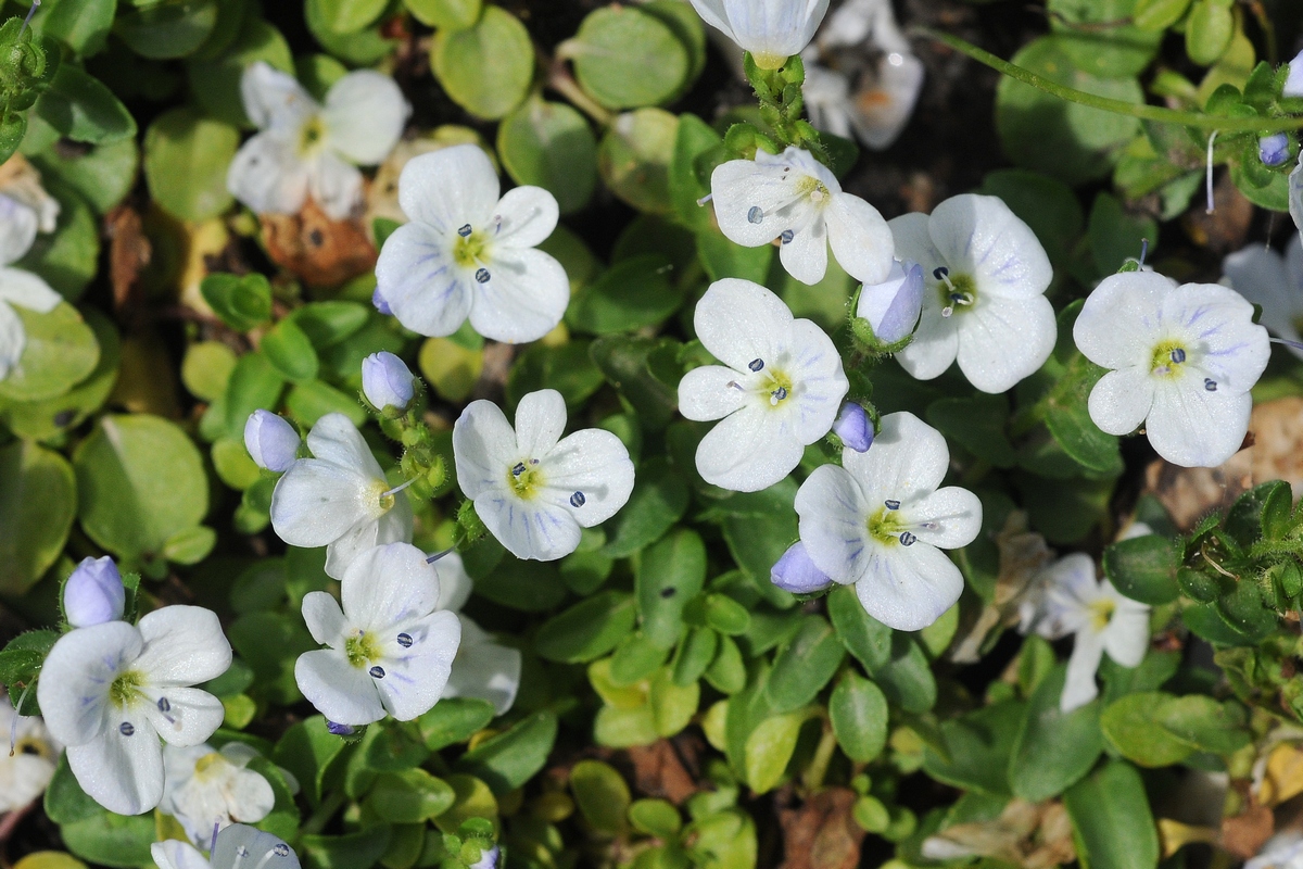 Image of Veronica repens specimen.
