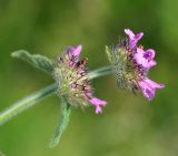 Clinopodium vulgare