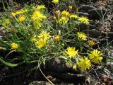 Crepis tectorum