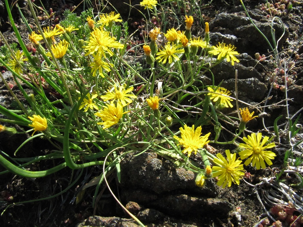 Изображение особи Crepis tectorum.