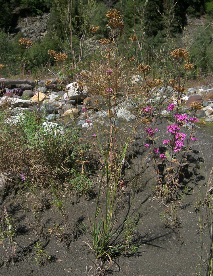 Image of Agrostis stolonifera specimen.