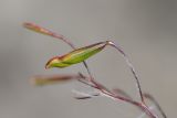Image of taxon representative. Author is Владимир Эпиктетов
