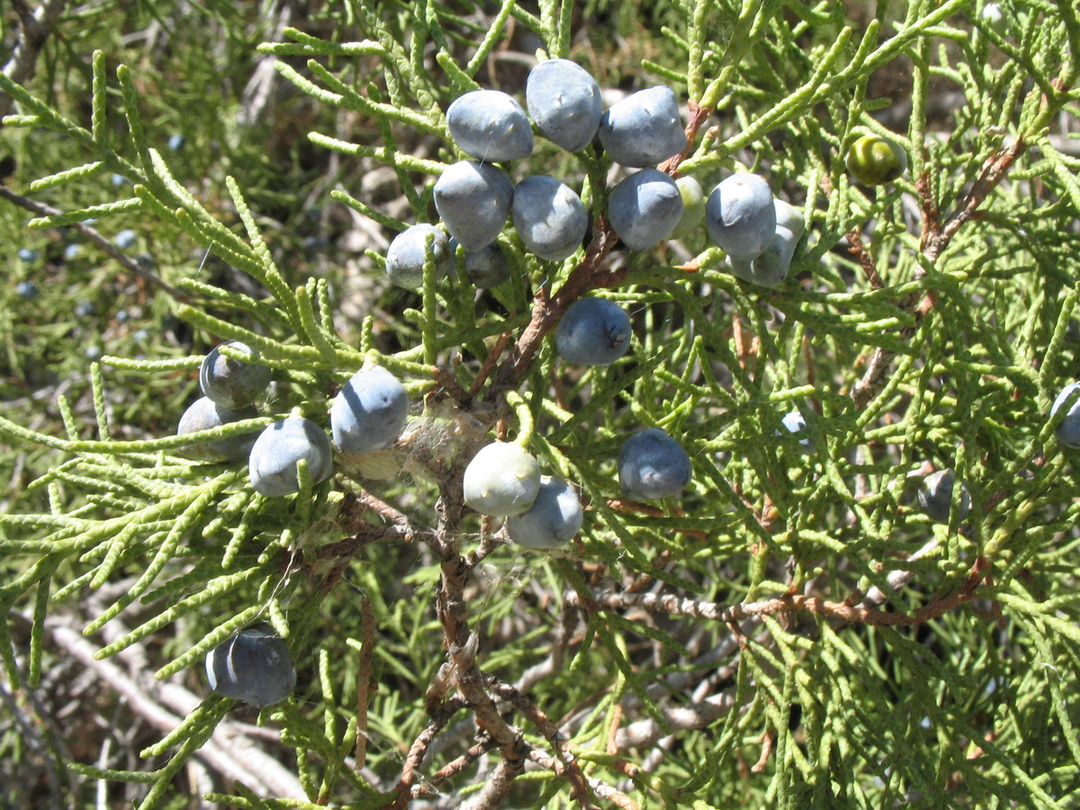 Изображение особи Juniperus semiglobosa.