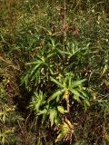 Delphinium dictyocarpum. Нижняя часть растения. Башкирия, Ишимбаевский р-н, гора Тратау. 28.07.2009.