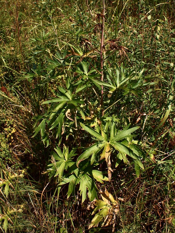 Изображение особи Delphinium dictyocarpum.