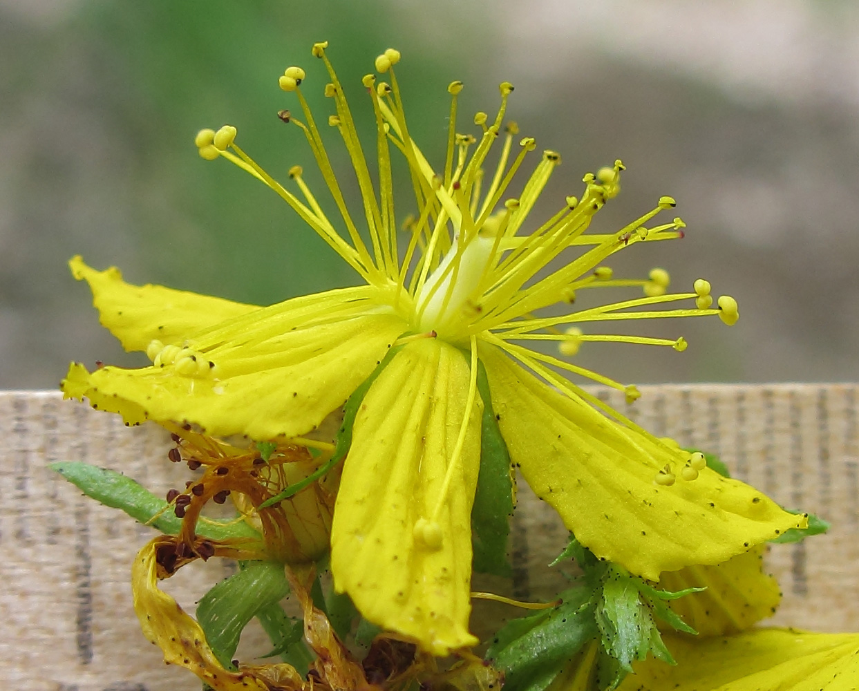 Image of Hypericum maleevii specimen.