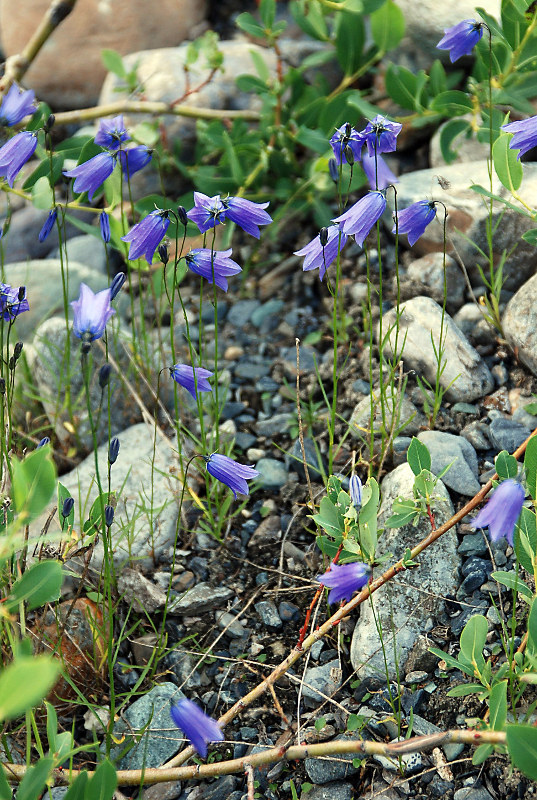 Изображение особи Campanula rotundifolia.