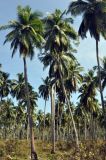 Cocos nucifera. Плодоносящие растения. Андаманские острова, остров Лонг, побережье. 07.01.2015.