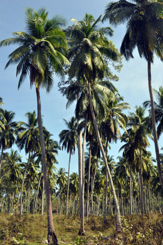 Image of Cocos nucifera specimen.