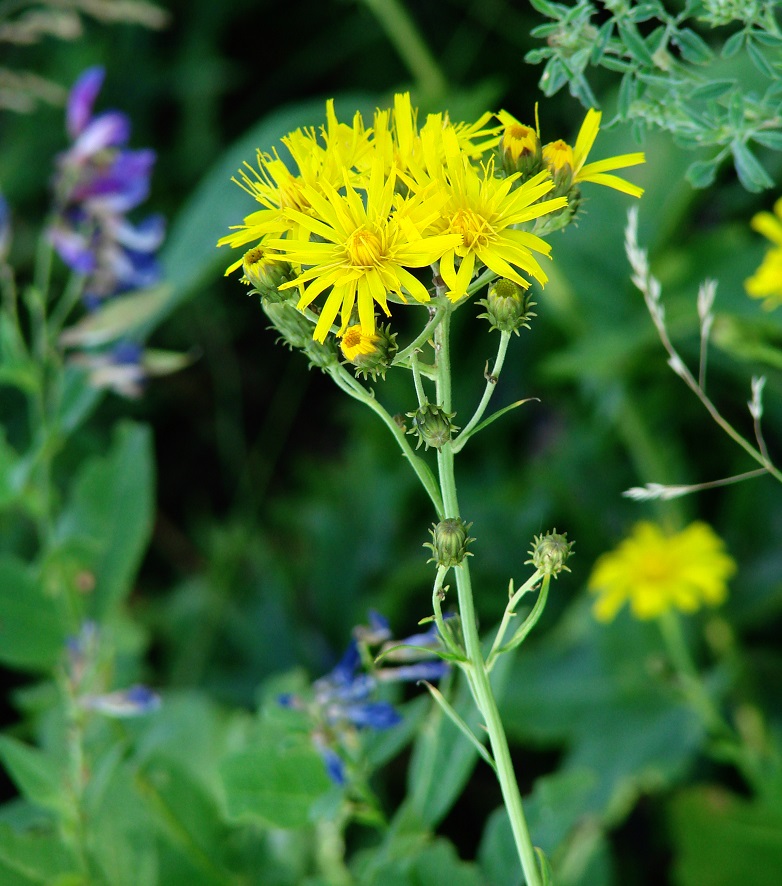 Изображение особи Hieracium umbellatum.
