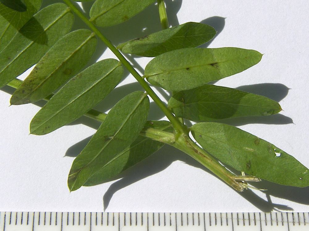 Изображение особи Vicia abbreviata.