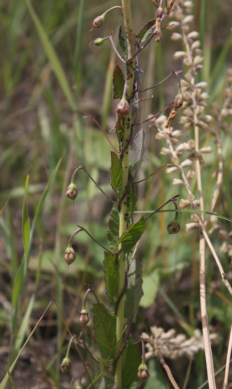 Image of Convolvulus arvensis specimen.