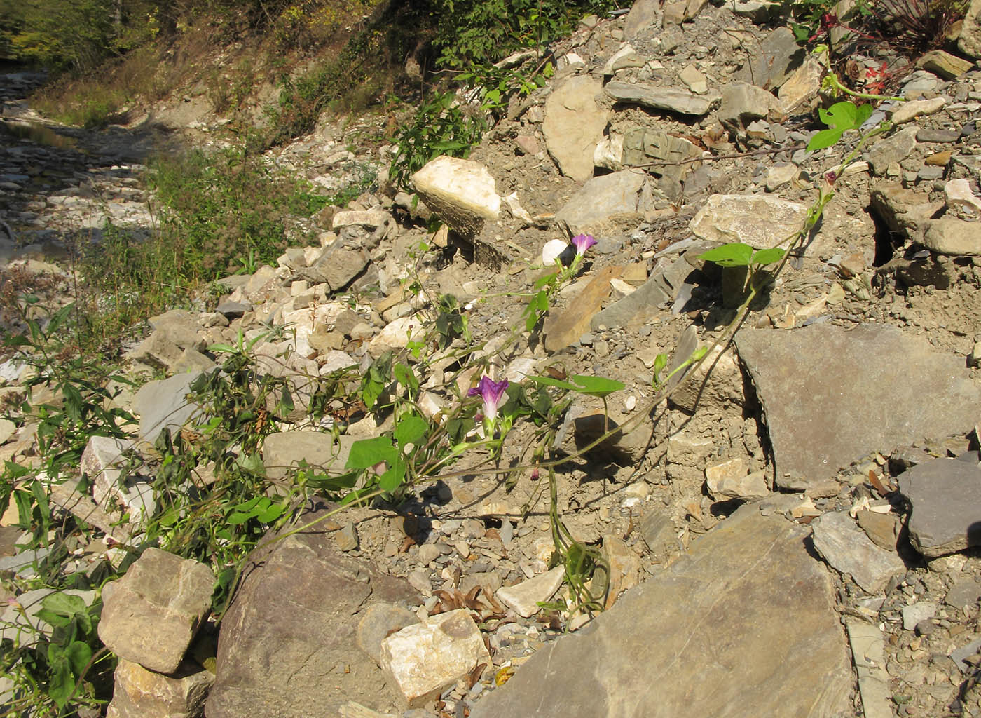 Image of Ipomoea purpurea specimen.
