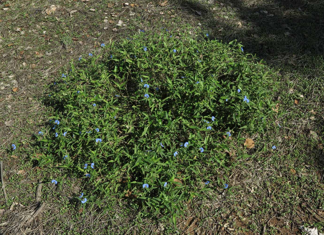 Image of Commelina erecta specimen.