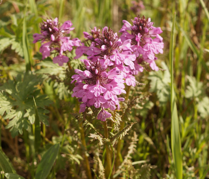 Изображение особи Pedicularis macrochila.