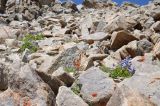 Delphinium brunonianum