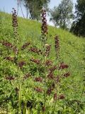 Veratrum nigrum. Верхушки цветущего растения. Иркутская обл., Иркутский р-н, окр. дер. Позднякова, разнотравный луг на склоне холма. 20.07.2015.