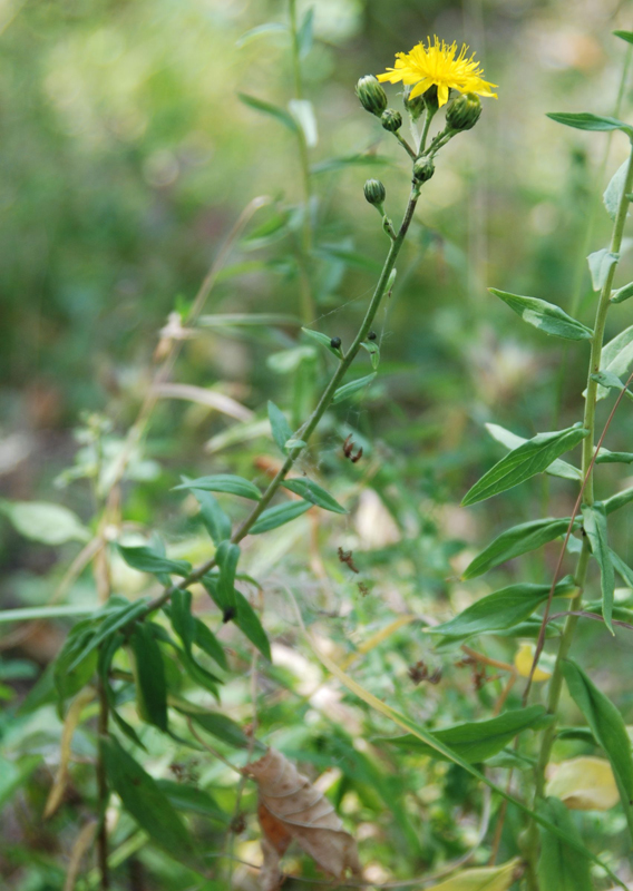 Изображение особи род Hieracium.