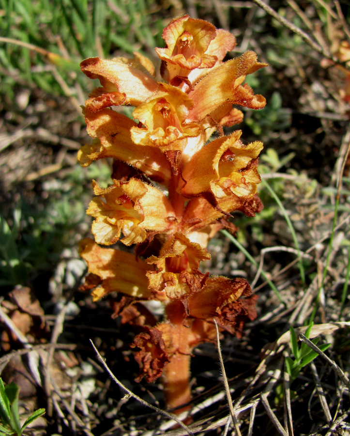 Image of Orobanche alba ssp. xanthostigma specimen.