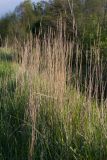 Calamagrostis epigeios