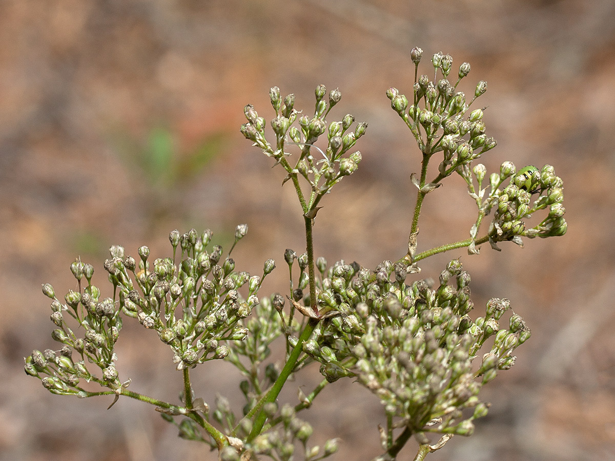 Image of Gypsophila fastigiata specimen.