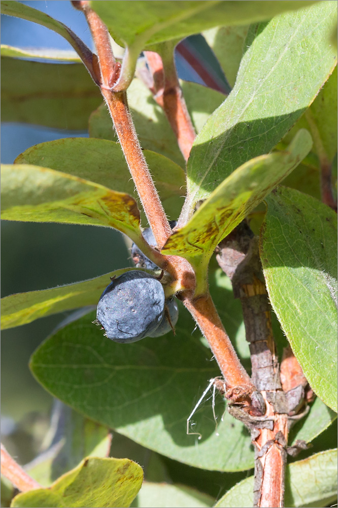 Image of Lonicera baltica specimen.