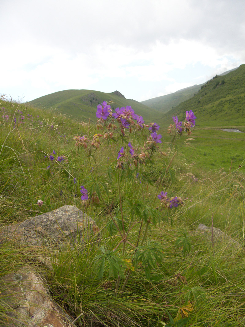 Image of Geranium ruprechtii specimen.