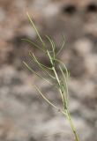 Youngia подвид altaica