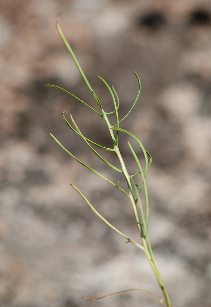 Image of Youngia tenuifolia ssp. altaica specimen.