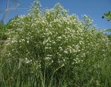 Crambe tataria. Цветущее растение. Белгородская обл., Губкинский р-н, запов. «Белогорье», Ямская степь. 11 июня 2009 г.