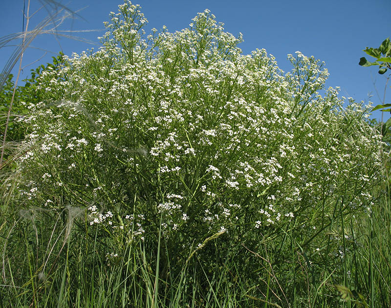 Image of Crambe tataria specimen.
