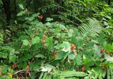 Rubus crataegifolius