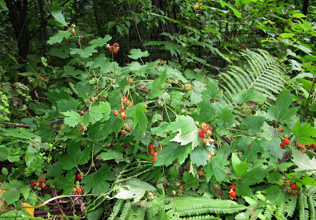 Image of Rubus crataegifolius specimen.